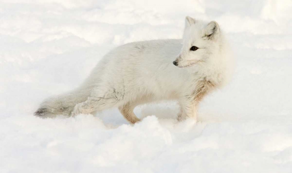 Canada, Manitoba, Hudson Bay Arctic fox in snow art print by Wendy Kaveney for $57.95 CAD