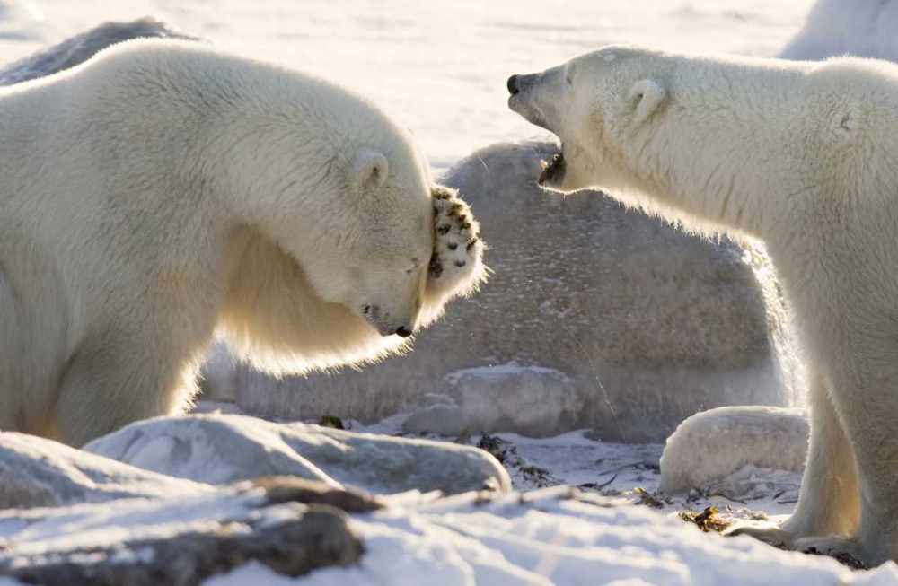 Canada, Churchill Two polar bears share a joke art print by Wendy Kaveney for $57.95 CAD