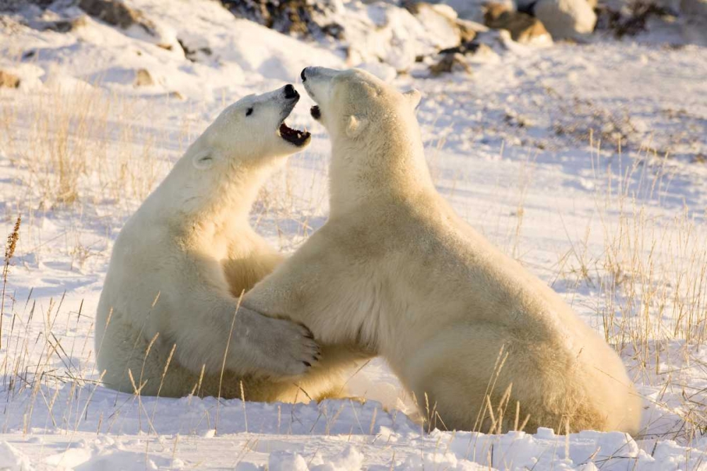 Canada, Churchill Sparring polar bears art print by Wendy Kaveney for $57.95 CAD