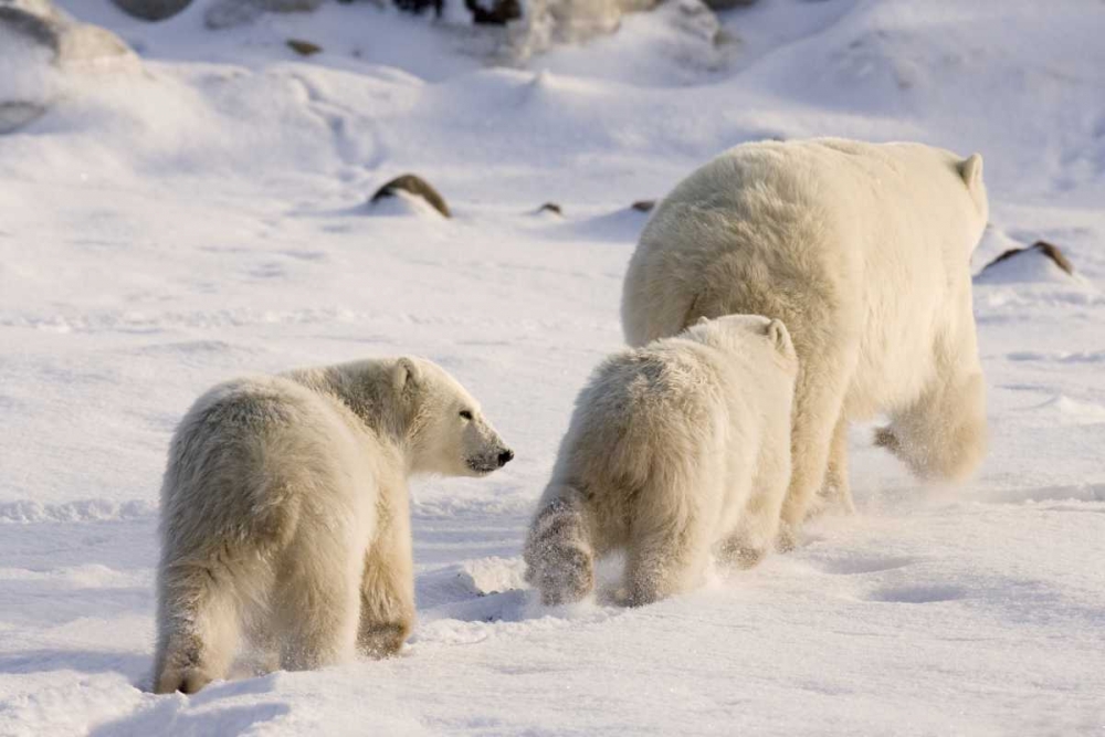 Canada, Churchill Polar bear cubs follow mother art print by Wendy Kaveney for $57.95 CAD