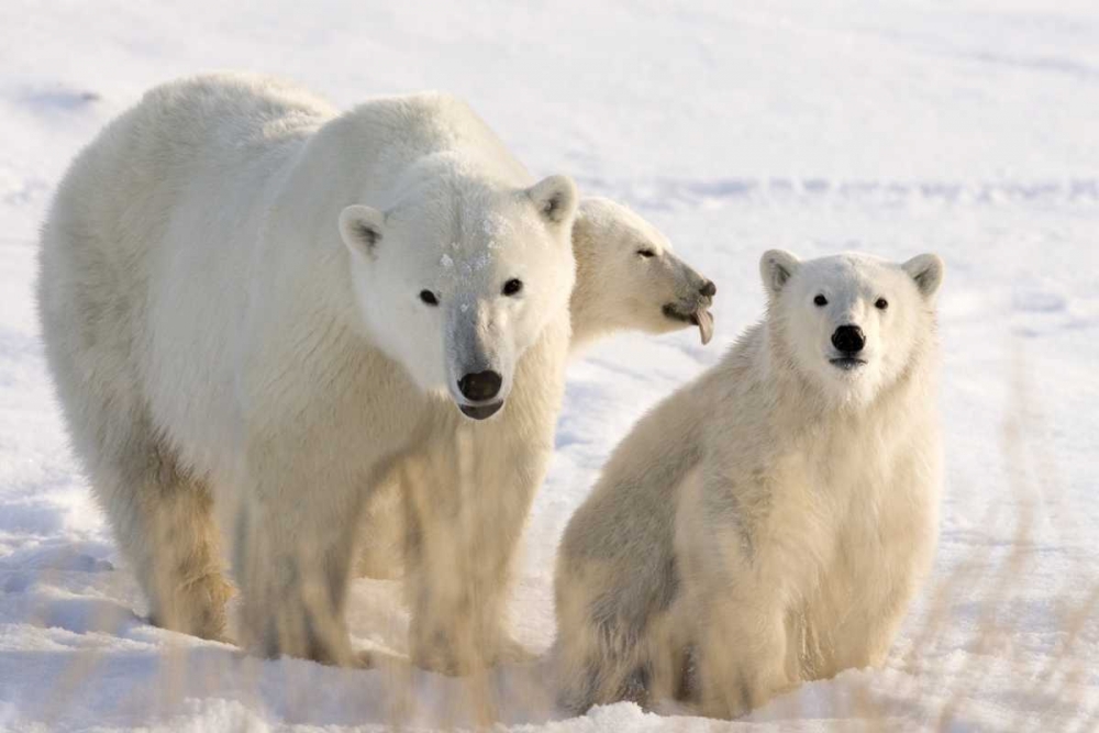 Canada, Churchill Mother polar bear and two cubs art print by Wendy Kaveney for $57.95 CAD