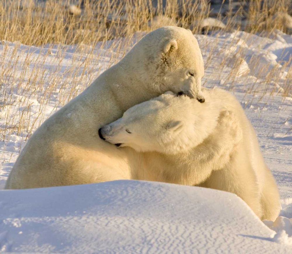 Canada, Churchill Sparring polar bears art print by Wendy Kaveney for $57.95 CAD