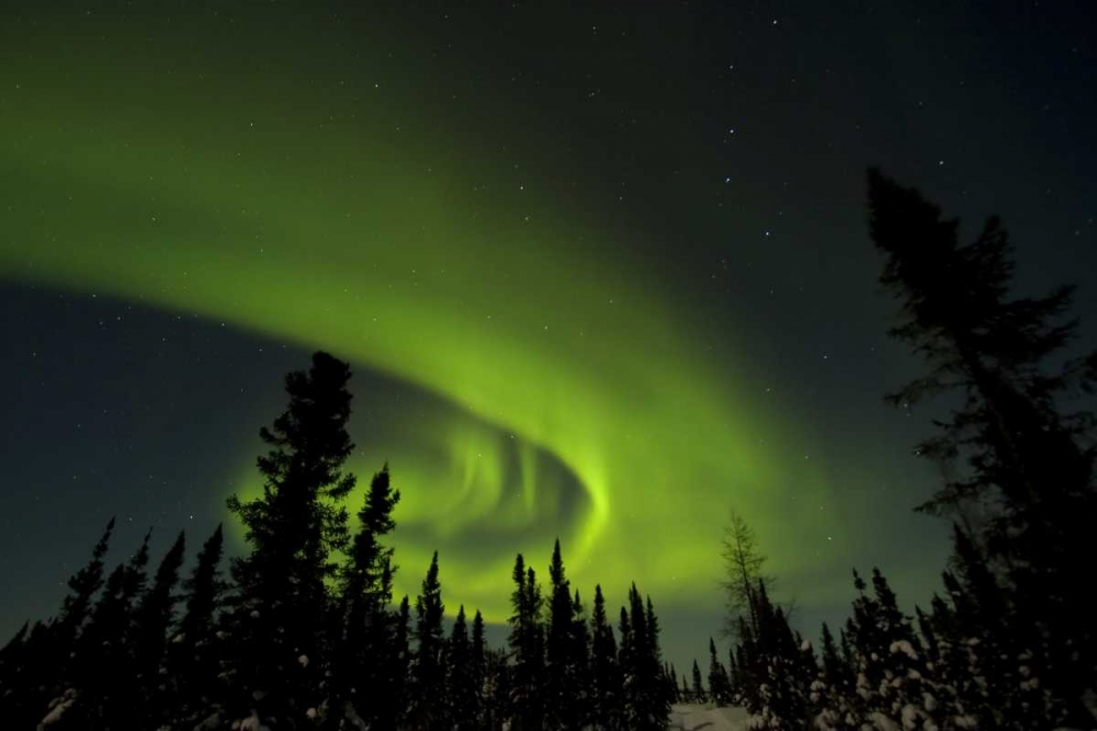 Canada, Manitoba Aurora borealis and trees art print by Cathy and Gordon Illg for $57.95 CAD