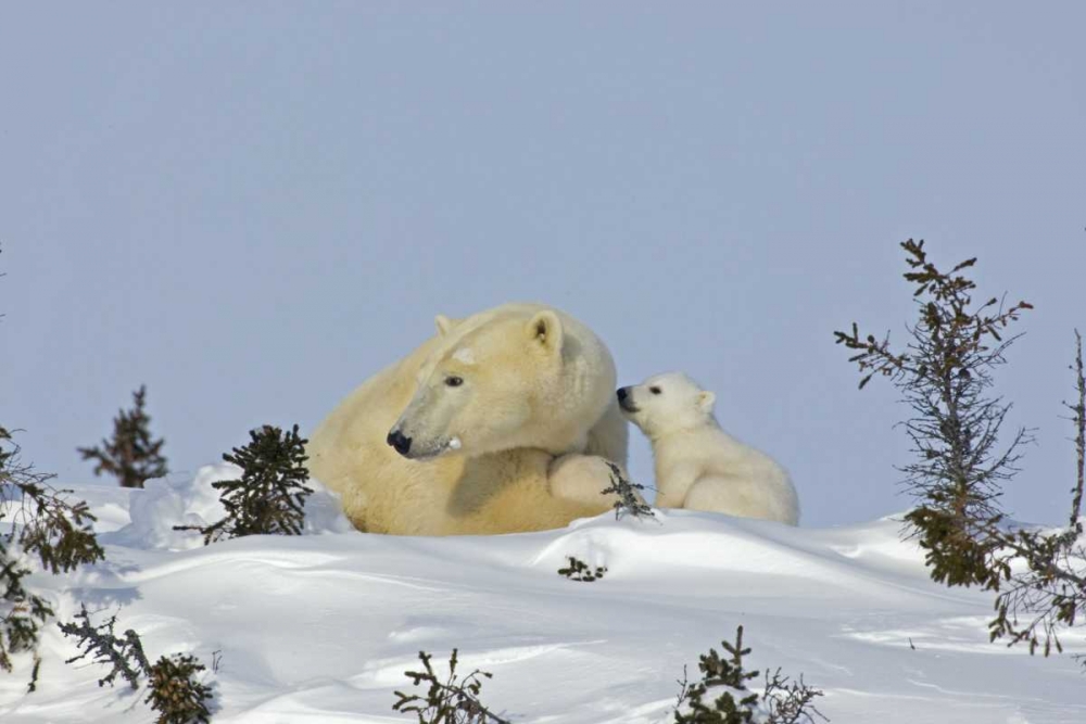 Canada, Manitoba, Wapusk Polar bear cub playing art print by Cathy and Gordon Illg for $57.95 CAD
