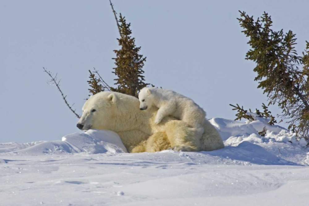 Canada, Wapusk NP Polar bear cub on mother art print by Cathy and Gordon Illg for $57.95 CAD