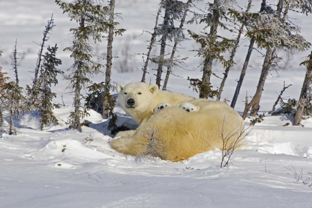 Canada, Wapusk NP Polar bear cubs and mother art print by Cathy and Gordon Illg for $57.95 CAD