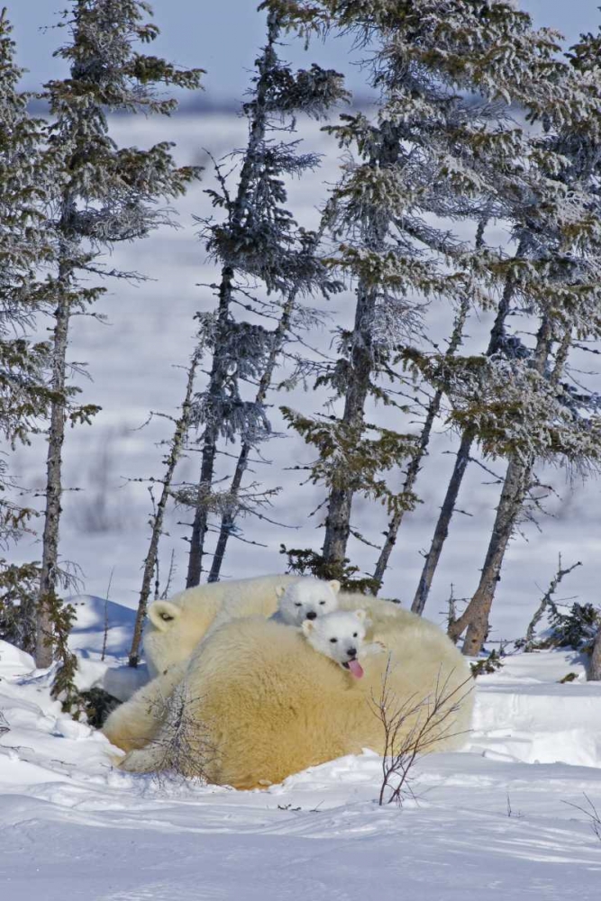Canada, Wapusk NP Polar bear cubs and mother art print by Cathy and Gordon Illg for $57.95 CAD