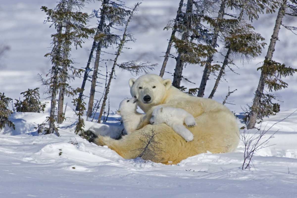 Canada, Wapusk NP Polar bear cubs playing art print by Cathy and Gordon Illg for $57.95 CAD