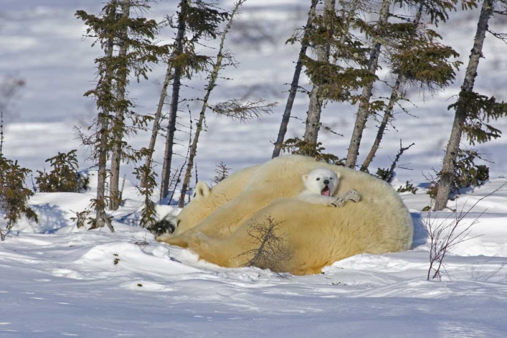Canada, Manitoba, Wapusk NP Polar bear cub yawns art print by Cathy and Gordon Illg for $57.95 CAD