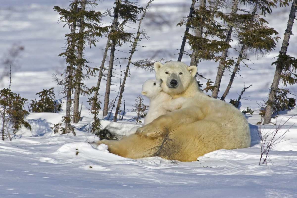 Canada, Manitoba, Wapusk Polar bear cub playing art print by Cathy and Gordon Illg for $57.95 CAD