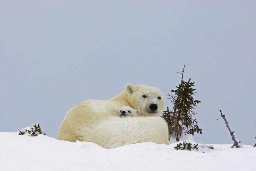 Canada, Wapusk NP Polar bear cub and mother art print by Cathy and Gordon Illg for $57.95 CAD