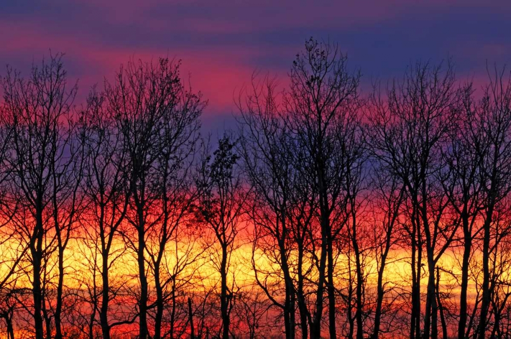 Canada, Matclock Trees and clouds at sunrise art print by Mike Grandmaison for $57.95 CAD