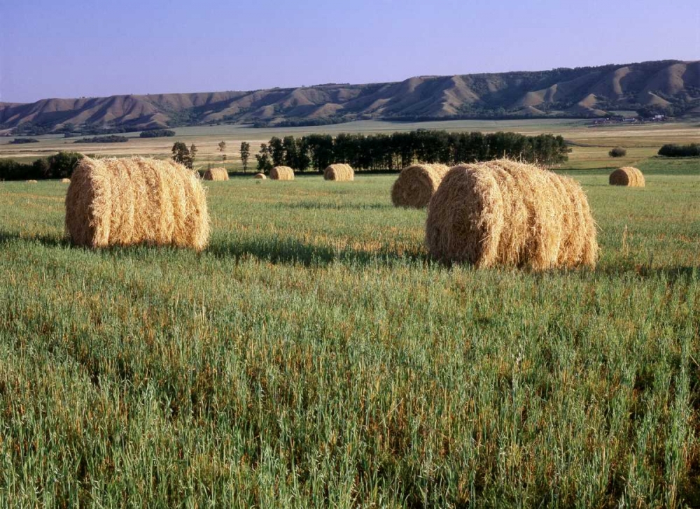 Canada, Manitoba, rolled hay bales in field art print by Mike Grandmaison for $57.95 CAD