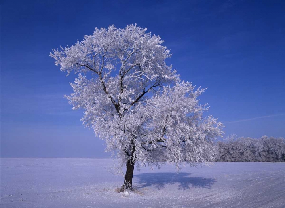 Canada, Dugald, hoarfrost on cottonwood trees art print by Mike Grandmaison for $57.95 CAD