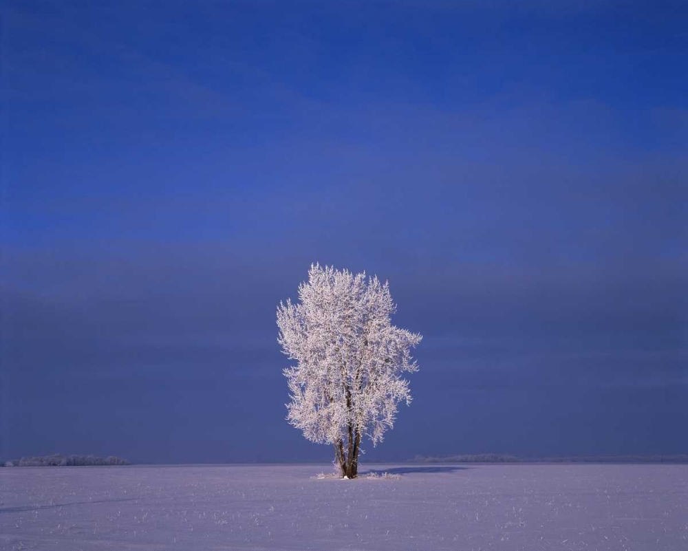 Canada, Dugald, hoarfrost on cottonwood trees art print by Mike Grandmaison for $57.95 CAD