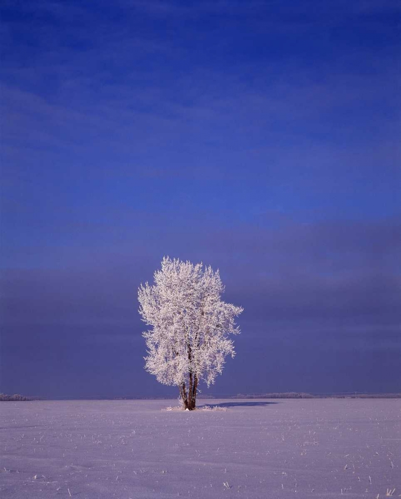 Canada, Dugald, hoarfrost on cottonwood tree art print by Mike Grandmaison for $57.95 CAD