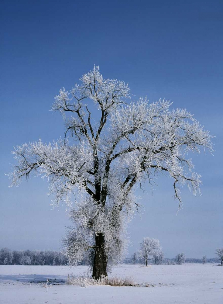 Canada, St Adolphe, hoarfrost on cottonwood tree art print by Mike Grandmaison for $57.95 CAD