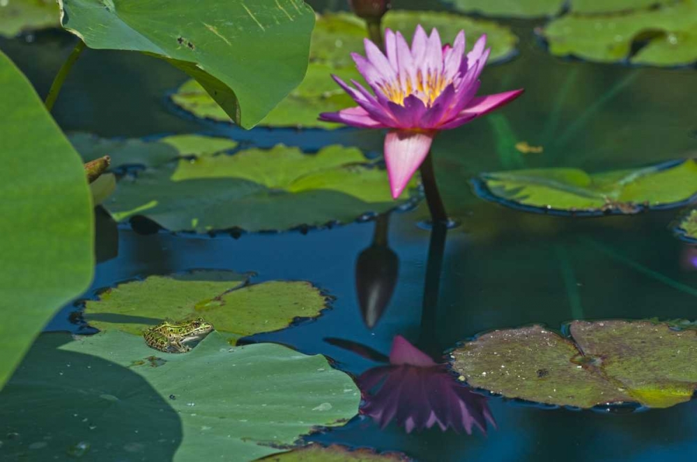 Canada, Manitoba, Winnipeg Frog on lily pad art print by Mike Grandmaison for $57.95 CAD