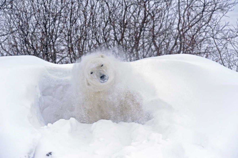 Canada, Churchill Polar bear shaking snow off art print by Mike Grandmaison for $57.95 CAD