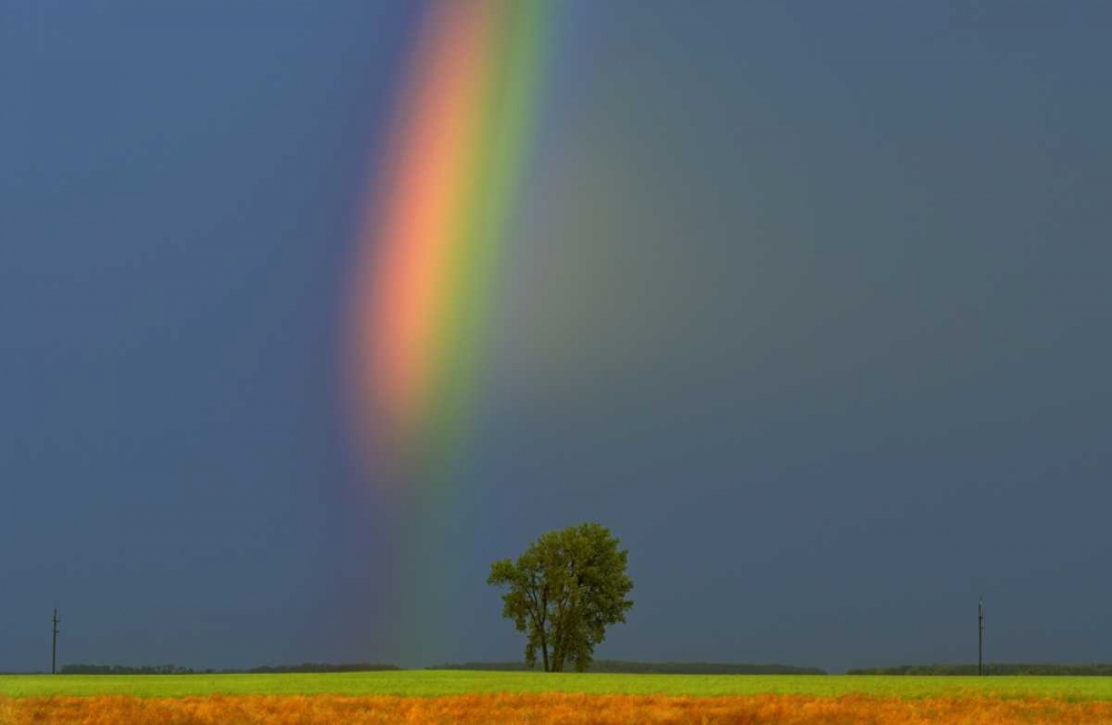 Canada, Dugald Rainbow and cottonwood tree art print by Mike Grandmaison for $57.95 CAD