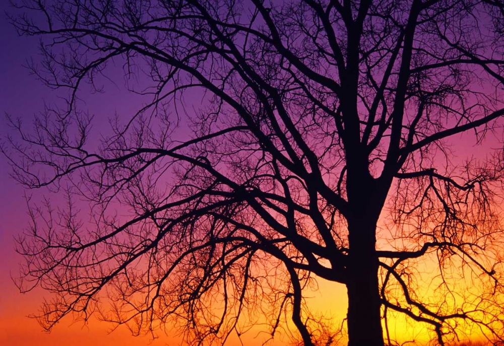 Canada, Manitoba Cottonwood tree at sunset art print by Mike Grandmaison for $57.95 CAD