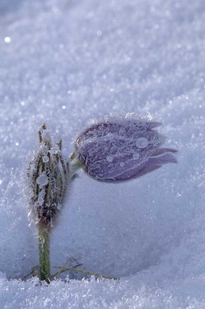 Canada, Manitoba, Hoarfrost-coated prairie crocus art print by Mike Grandmaison for $57.95 CAD