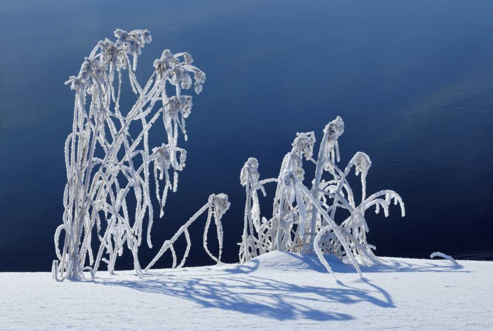 Canada, Whiteshell PP Hoarfrost-covered grass art print by Mike Grandmaison for $57.95 CAD