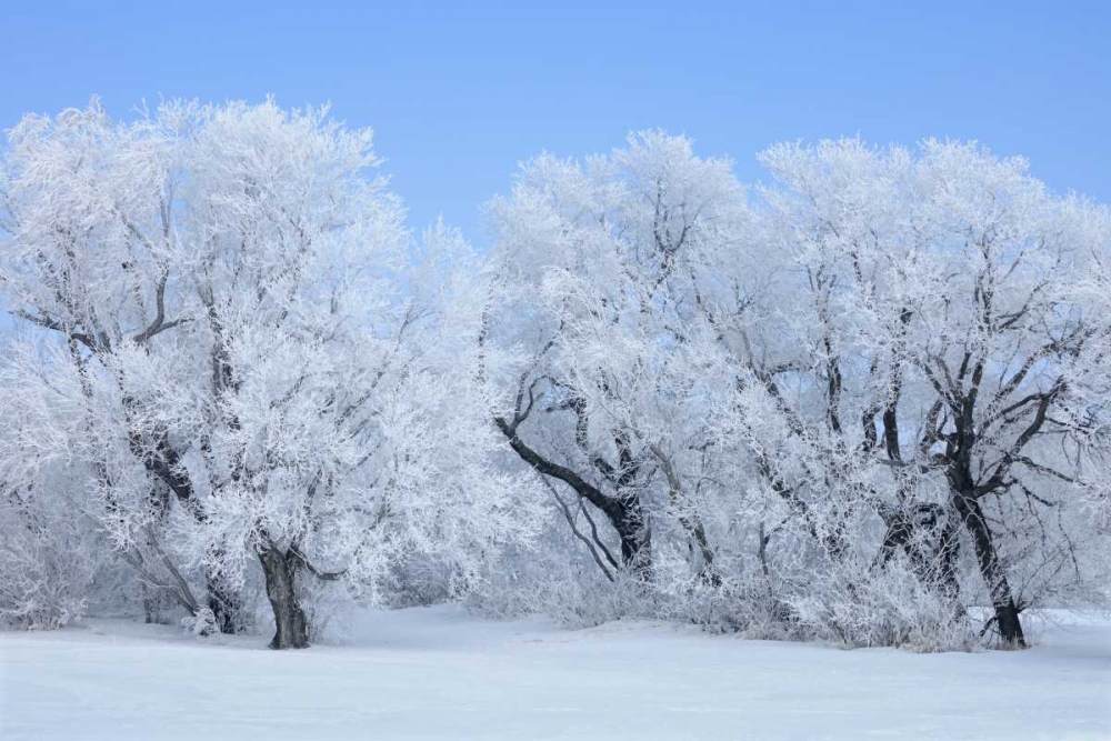 Canada, Hazelridge Hoarfrost-covered trees art print by Mike Grandmaison for $57.95 CAD