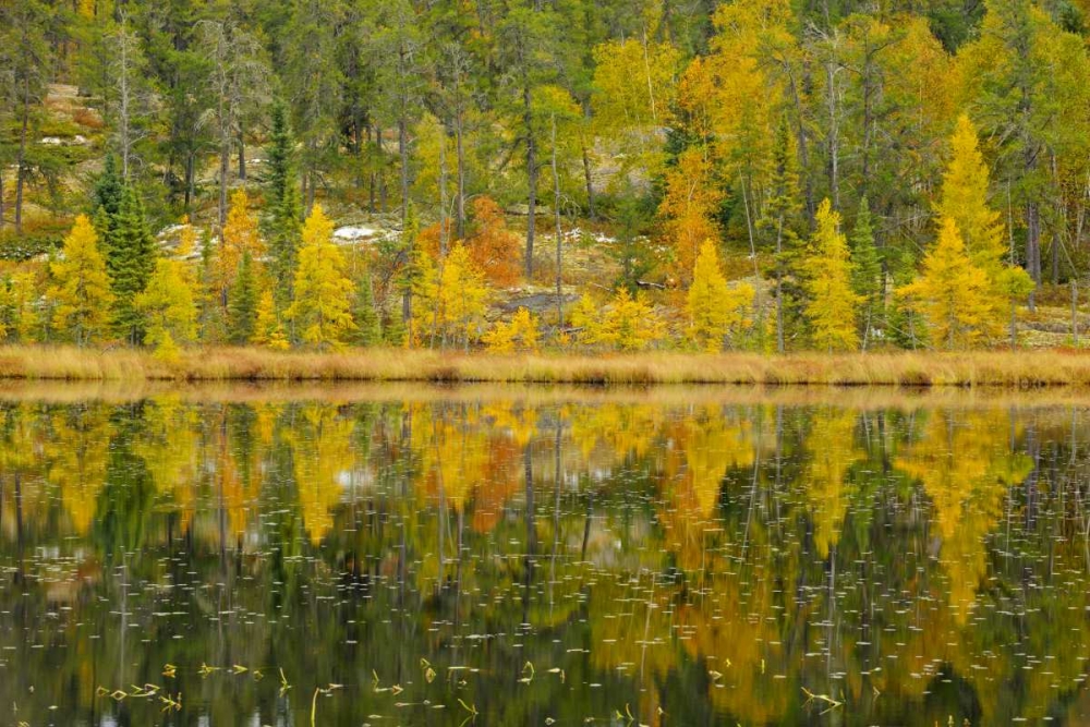 Canada, Whiteshell PP Larch trees by lily pond art print by Mike Grandmaison for $57.95 CAD