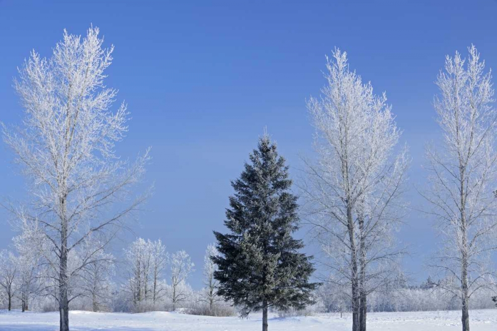 Canada, Birds Hill PP Trees covered in hoarfrost art print by Mike Grandmaison for $57.95 CAD
