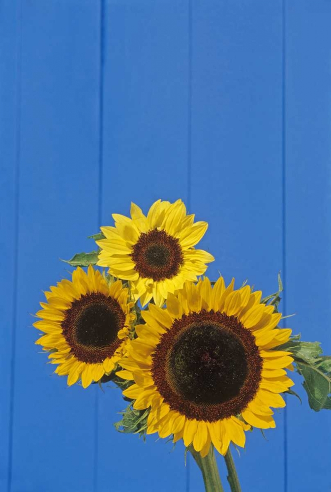 Canada, Manitoba, Winnipeg Sunflowers by a fence art print by Mike Grandmaison for $57.95 CAD