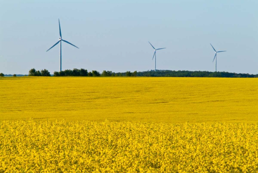 Canada, Somerset Wind turbines and canola art print by Mike Grandmaison for $57.95 CAD