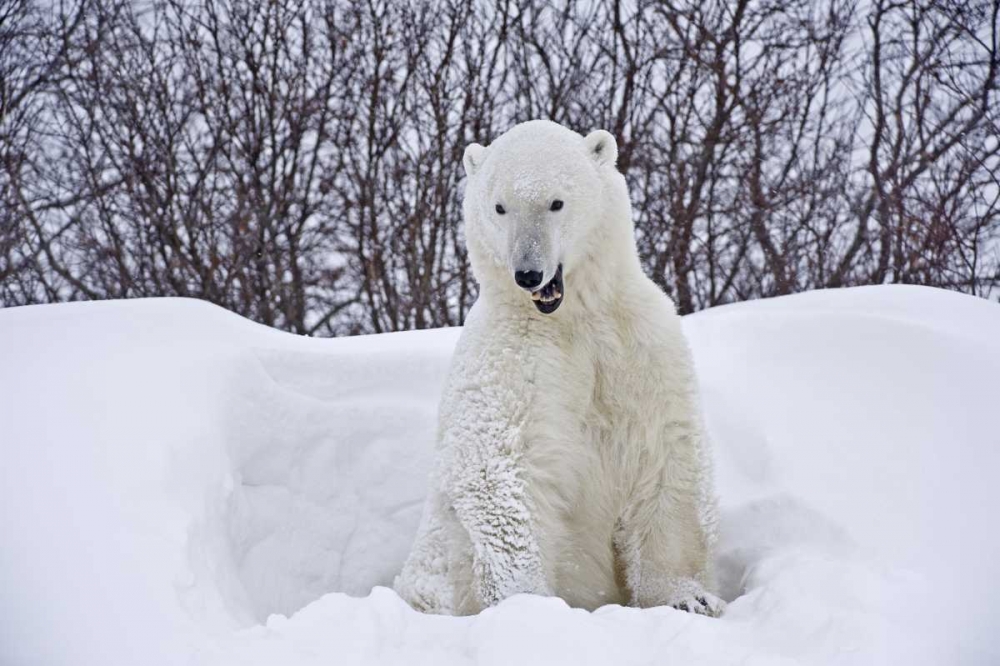 Canada, Churchill Polar bear emerges from den art print by Mike Grandmaison for $57.95 CAD