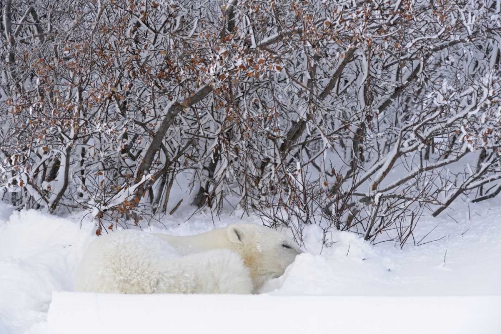 Canada, Churchill Polar bear sleeping in snow art print by Mike Grandmaison for $57.95 CAD