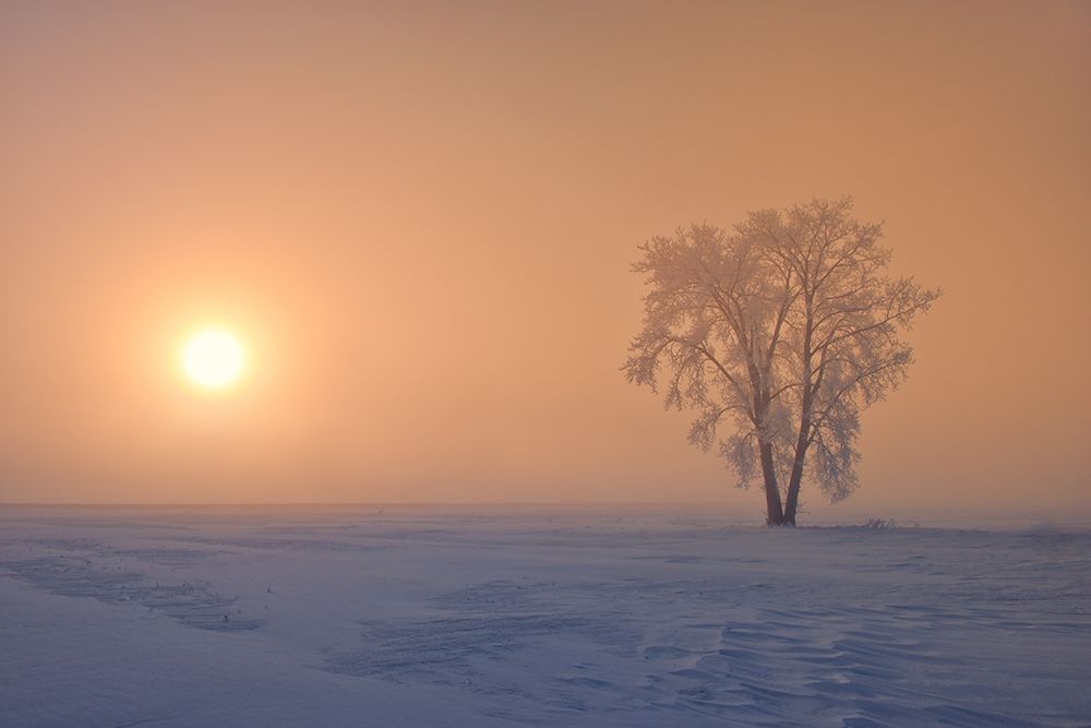 Canada-Manitoba-Dugald Hoarfrost covered cottonwood tree in fog at sunrise art print by Jaynes Gallery for $57.95 CAD