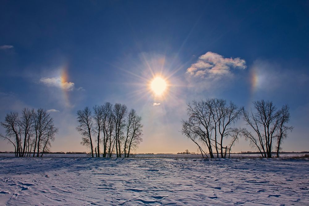 Canada-Manitoba-Grande Pointe Sundogs and cottonwood trees art print by Jaynes Gallery for $57.95 CAD
