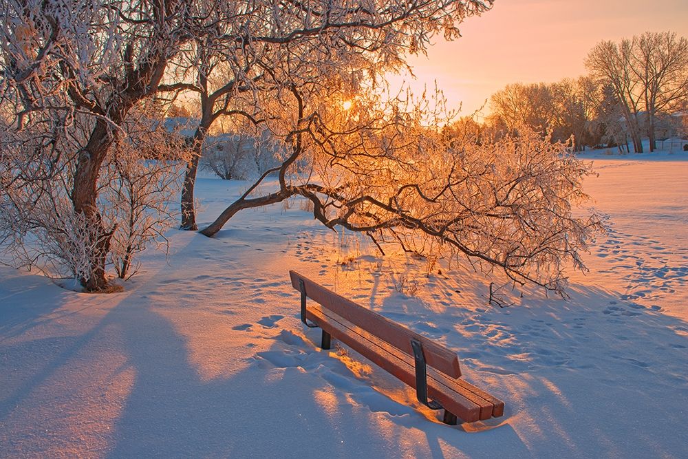 Canada-Manitoba-Winnipeg Hoarfrost at sunrise with bench art print by Jaynes Gallery for $57.95 CAD