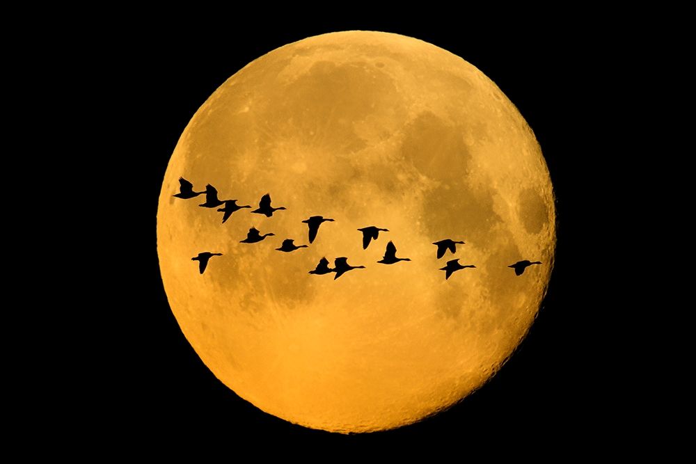 Canada-Winnipeg Montage of geese flying past harvest moon art print by Jaynes Gallery for $57.95 CAD