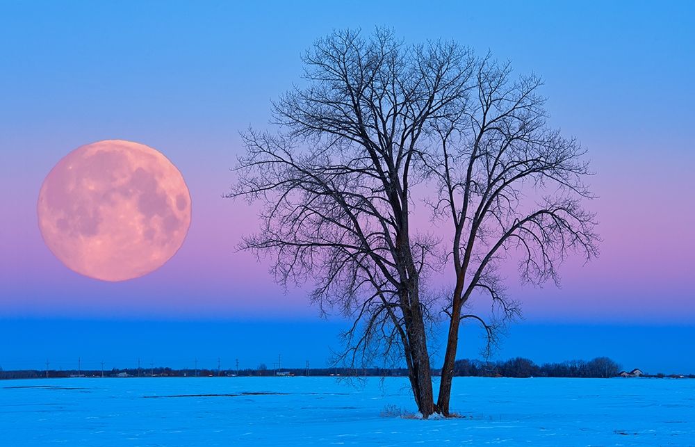 Canada-Manitoba-Dugald Full moon and cottonwood tree at dawn art print by Jaynes Gallery for $57.95 CAD