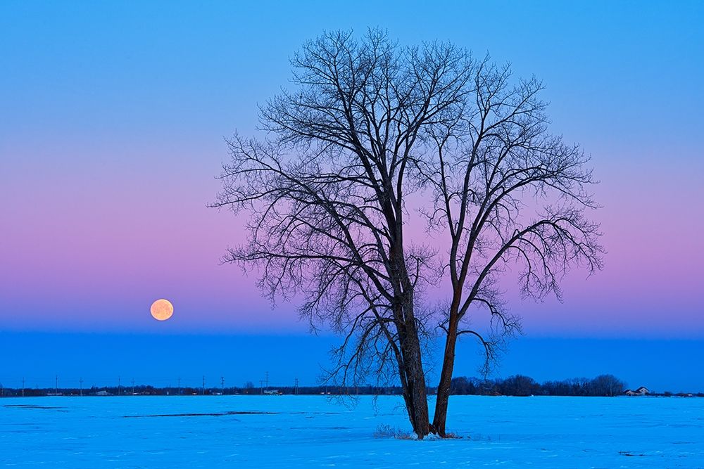 Canada-Manitoba-Dugald Full moon and cottonwood tree at dawn art print by Jaynes Gallery for $57.95 CAD
