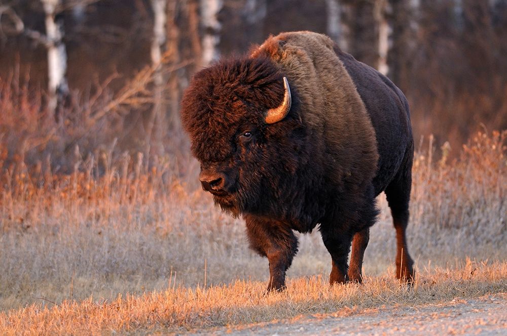 Canada-Manitoba-Riding Mountain National Park Close-up of male American plains bison art print by Jaynes Gallery for $57.95 CAD