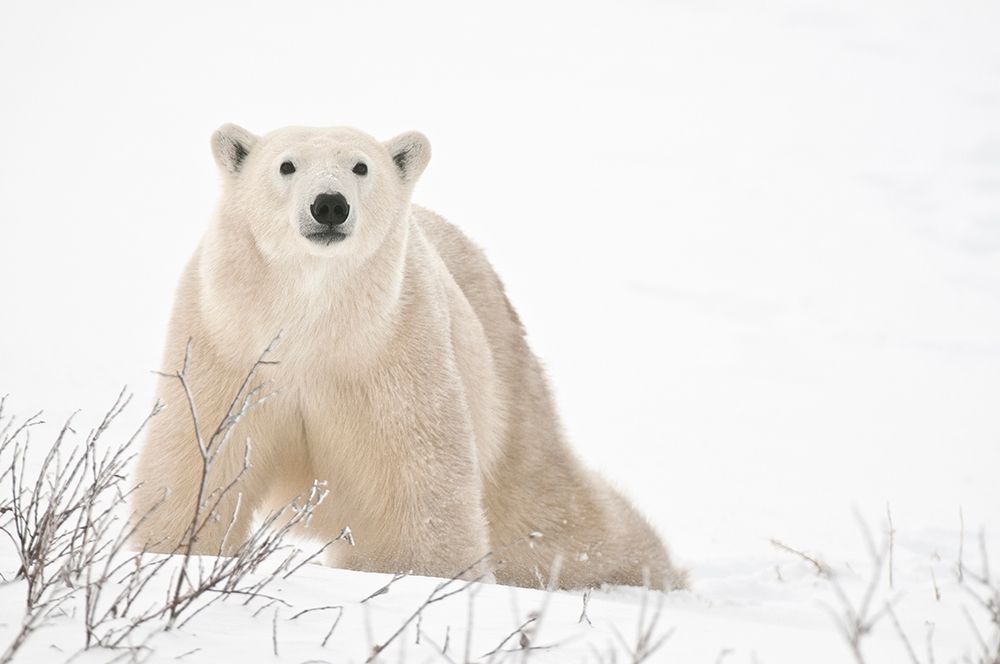 Canada-Manitoba-Churchill Polar bear on frozen tundra art print by Jaynes Gallery for $57.95 CAD