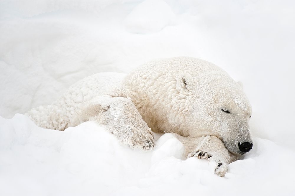Canada-Manitoba-Churchill Polar bear sleeping in snow art print by Jaynes Gallery for $57.95 CAD