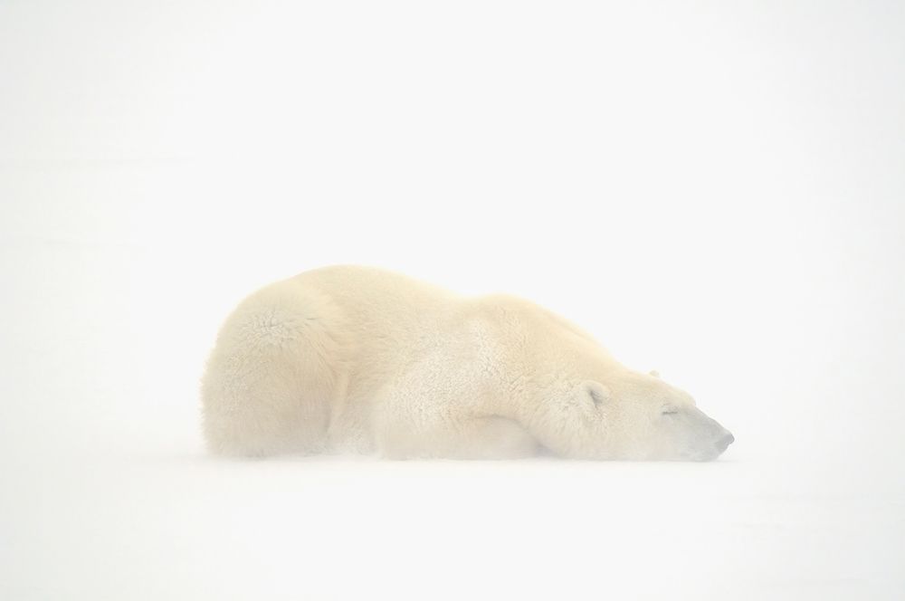 Canada-Manitoba-Churchill Polar bear sleeping on snow in fog art print by Jaynes Gallery for $57.95 CAD