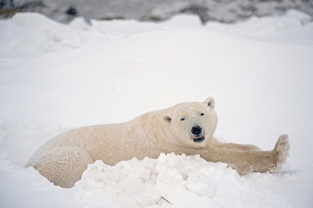 Canada-Manitoba-Churchill Polar bear resting in snow art print by Jaynes Gallery for $57.95 CAD