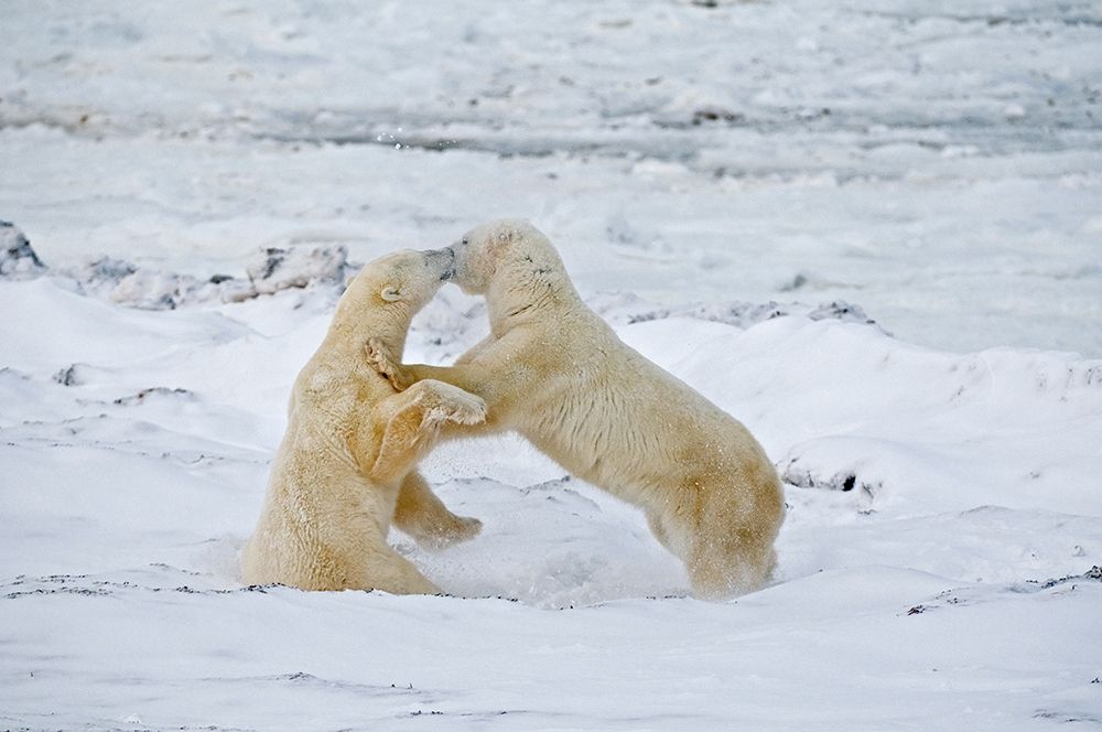 Canada-Manitoba-Churchill Young polar bears sparring art print by Jaynes Gallery for $57.95 CAD