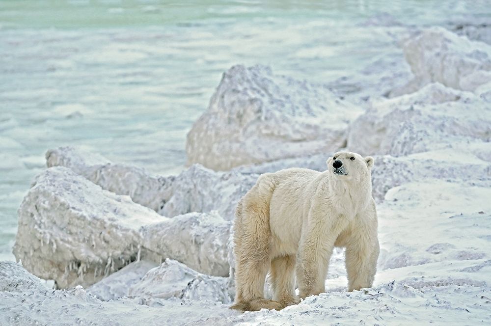 Canada-Manitoba-Churchill Polar bear on rocky frozen tundra art print by Jaynes Gallery for $57.95 CAD