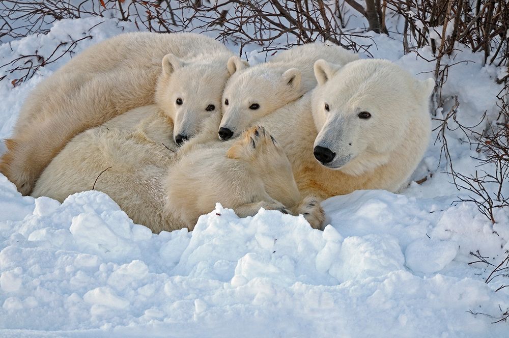 Canada-Manitoba-Churchill Mother polar bear with two cubs resting in snowbank at sunset art print by Jaynes Gallery for $57.95 CAD