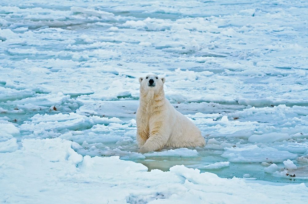 Canada-Manitoba-Churchill Polar bear in icy water art print by Jaynes Gallery for $57.95 CAD