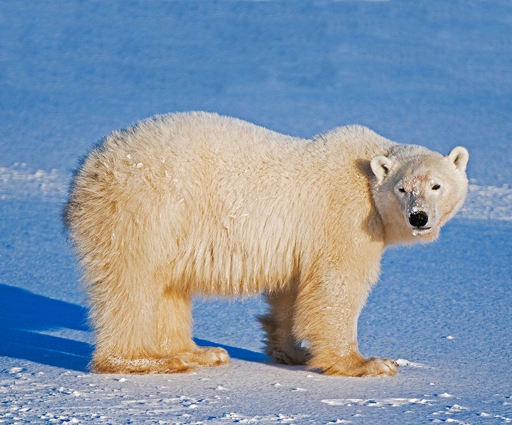 Canada-Manitoba-Churchill Polar bear standing on frozen tundra art print by Jaynes Gallery for $57.95 CAD